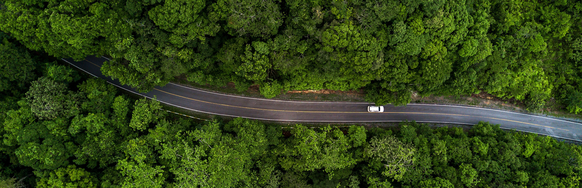 aerial view of forest